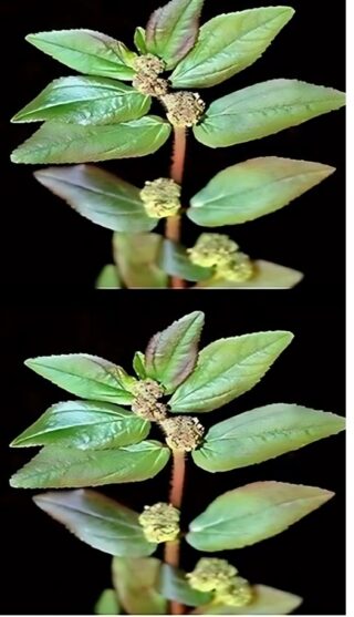 The Plant You See in the Picture Is One of the Most Miraculous Plants in the World – Euphorbia Hirta 🌿✨