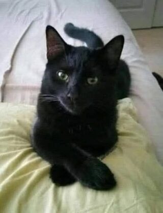 What It Really Means When a Black Cat Approaches You