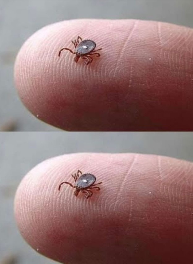 If You Notice This Insect, Follow These Important Steps