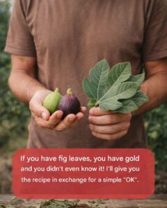 The Power of Fig Leaves: A Forgotten Superfood with Remarkable Health Benefits
